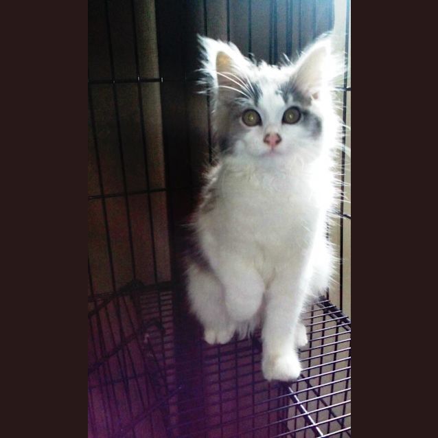 Photo of Oberon