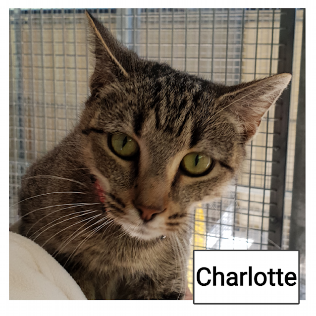 Photo of Charlotte