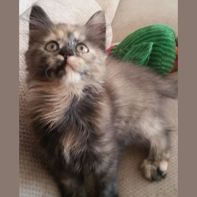 Photo of Zahlia
