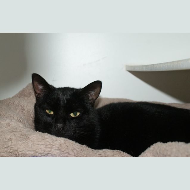 Photo of Avocado Sta002538