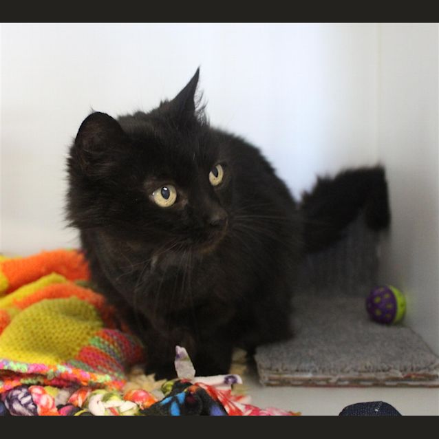 Photo of Neko