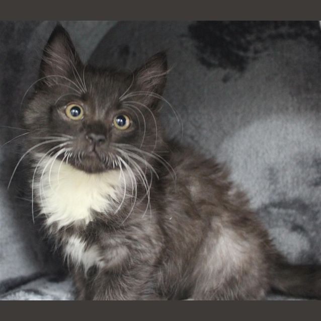 Photo of Smokey/Bruce