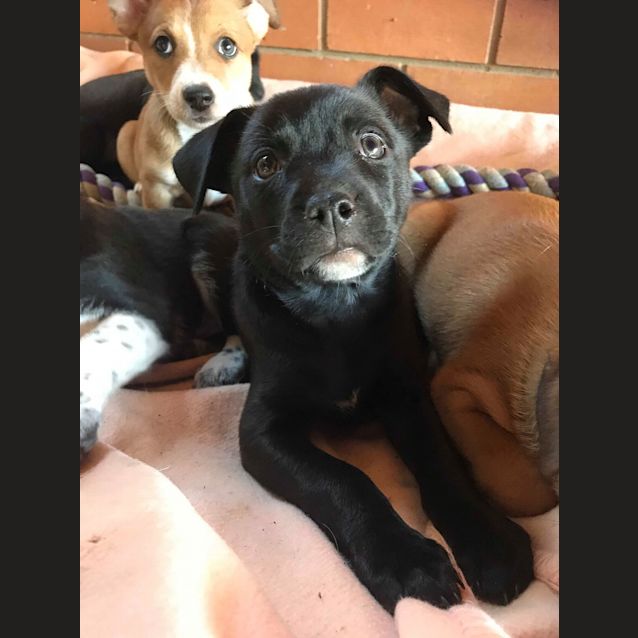 Photo of Cora *Adoption Pending*