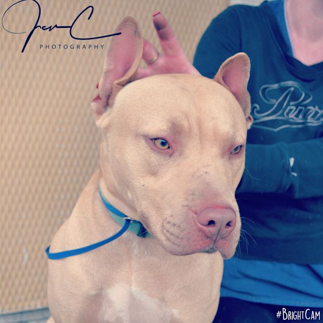 Photo of Simba ** A Love Bug ***