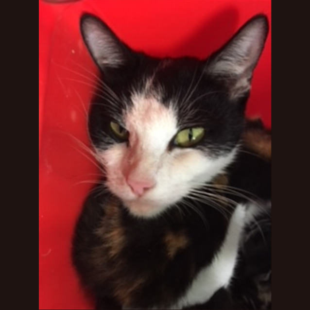 Photo of Sapphire