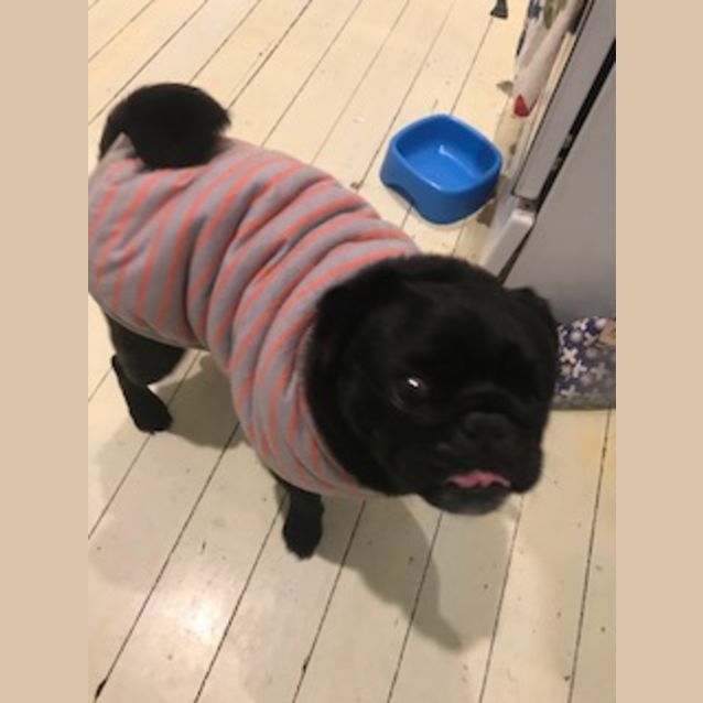 Photo of Rocco