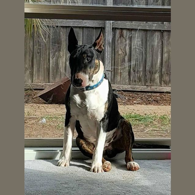 Photo of Reedus   Foster Carer Needed