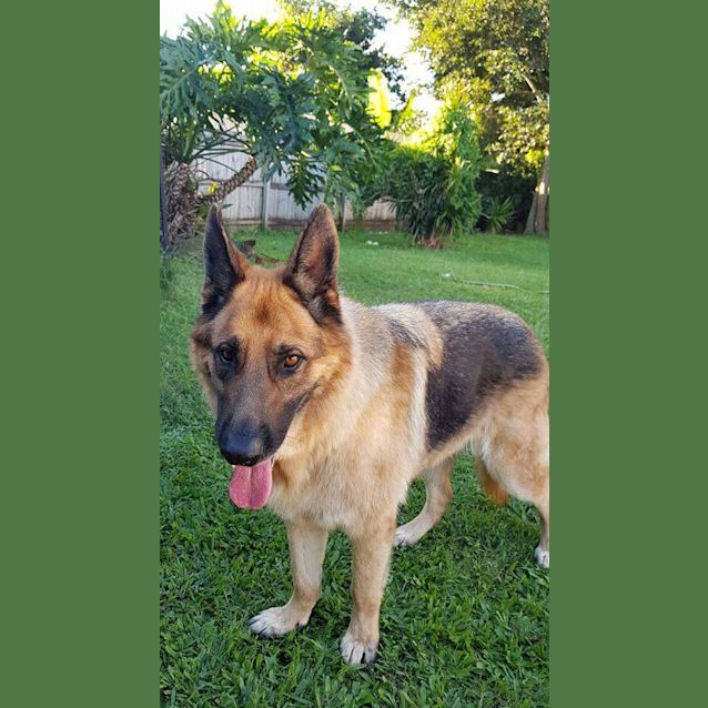 Photo of Diesel