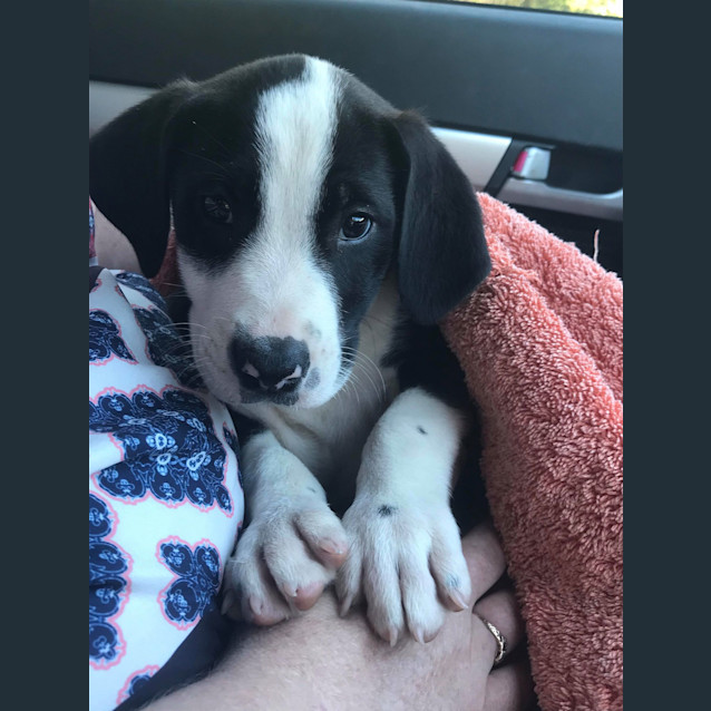 Photo of Clyde 