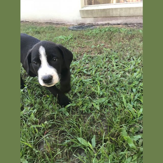 Photo of Bandit