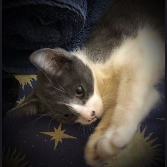 Photo of Valentine