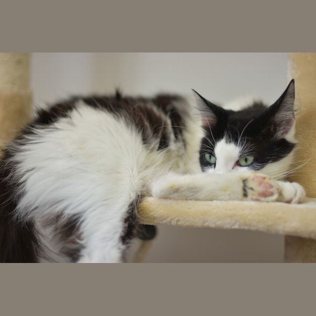 Photo of Cassia ***2nd Chance Cat Rescue***