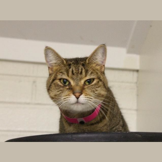 Photo of Victoria (1546)