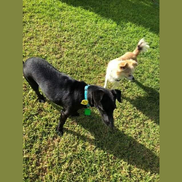 Photo of  Bobby **Adopted** 