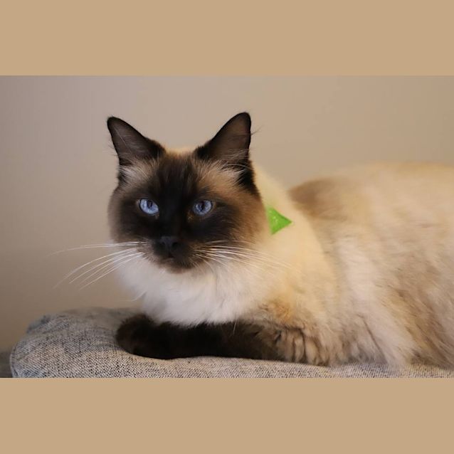 Photo of Samson The Ragdoll