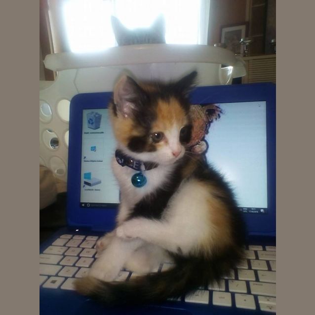 Photo of Trixie