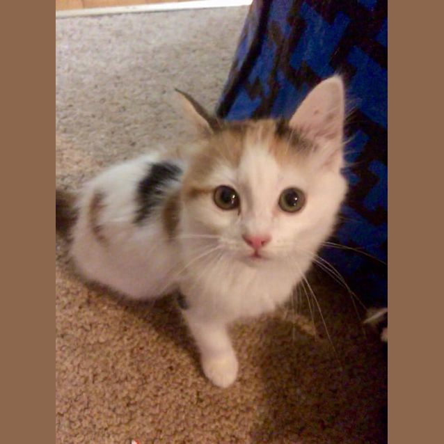 Photo of Ivy