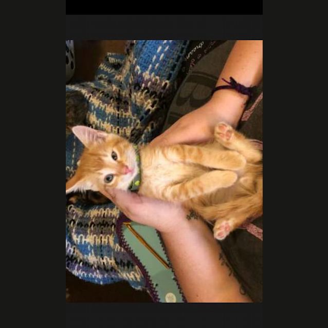 Photo of Sunkist