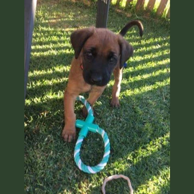 Photo of Casey * Available After June 1st* 