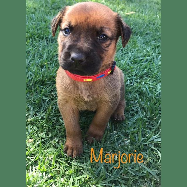 Photo of Marjorie *Available After June 1st*