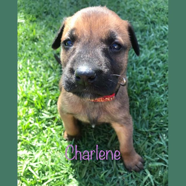 Photo of Charlene *Available After June 1st*