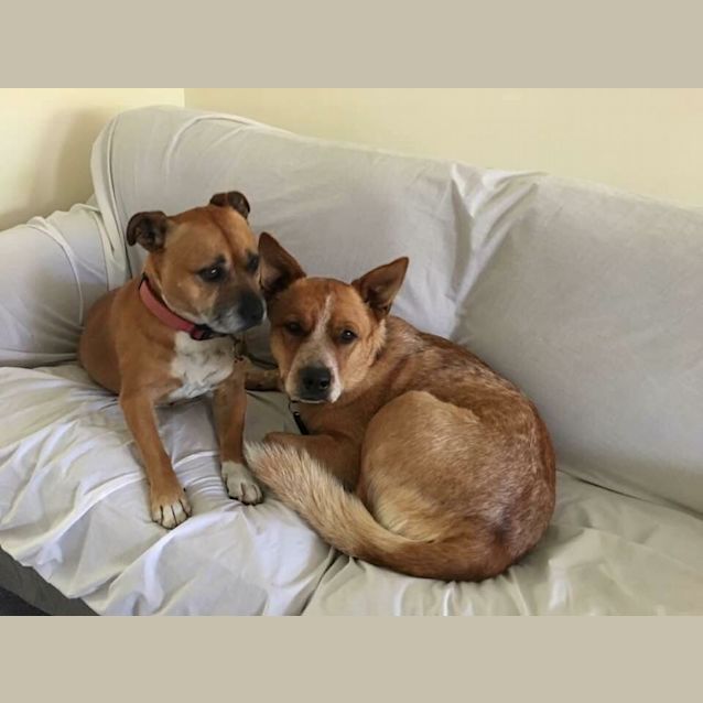 Photo of Rocky Db065