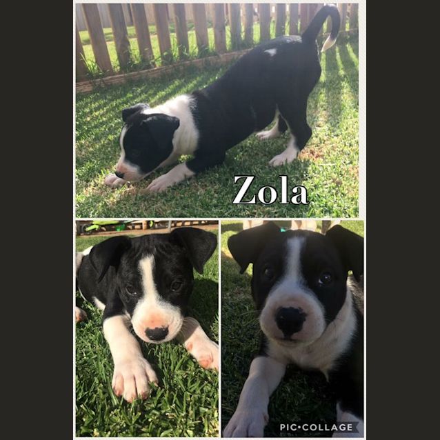 Photo of Zola * Available After June 1st*