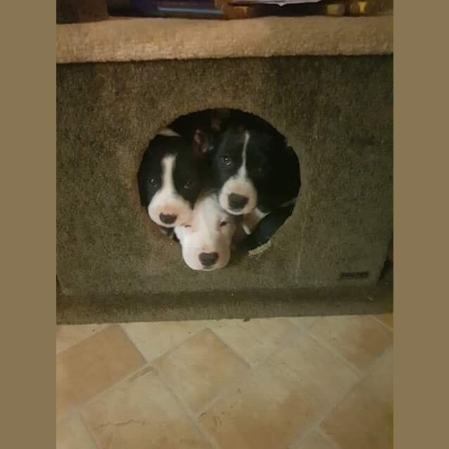 Photo of Zari *Available After June 1st*