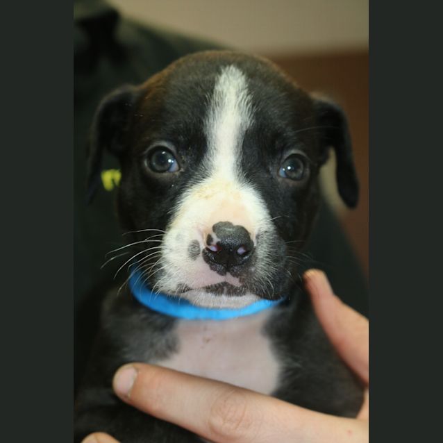 Photo of Domino