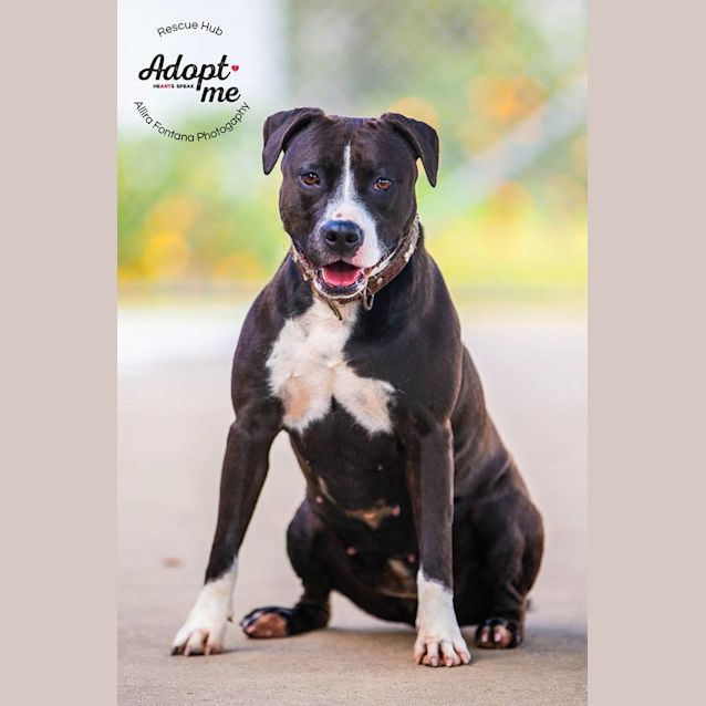 Photo of Sassy (Pcc 289)