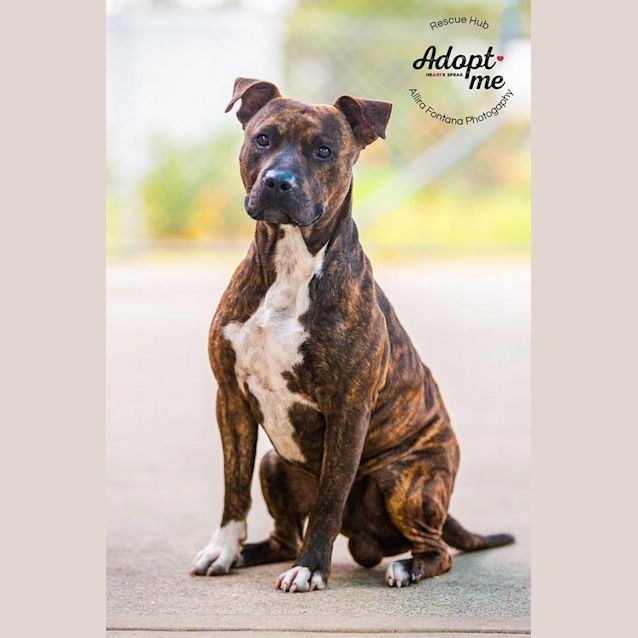 Photo of Rocky (Pcc 284)