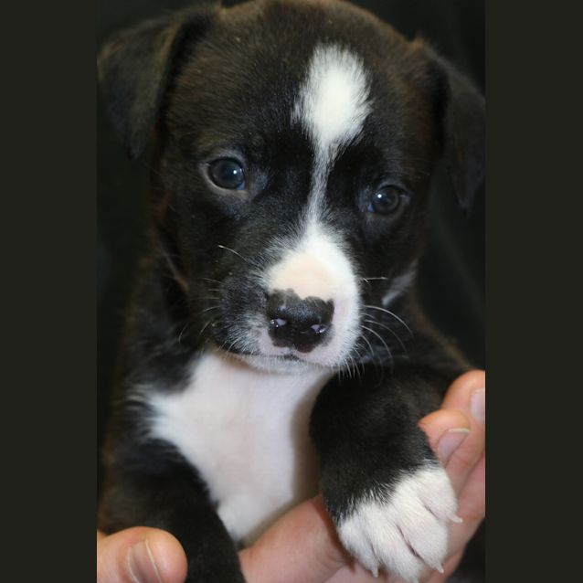 Photo of Dipper