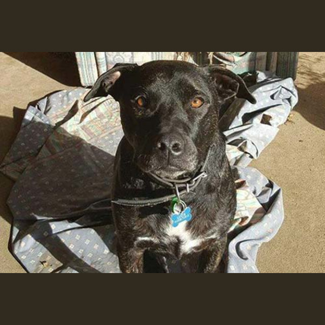 Photo of Louie Augustus Kabito (Still Looking For A Home)