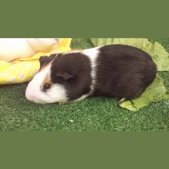 Photo of Louis