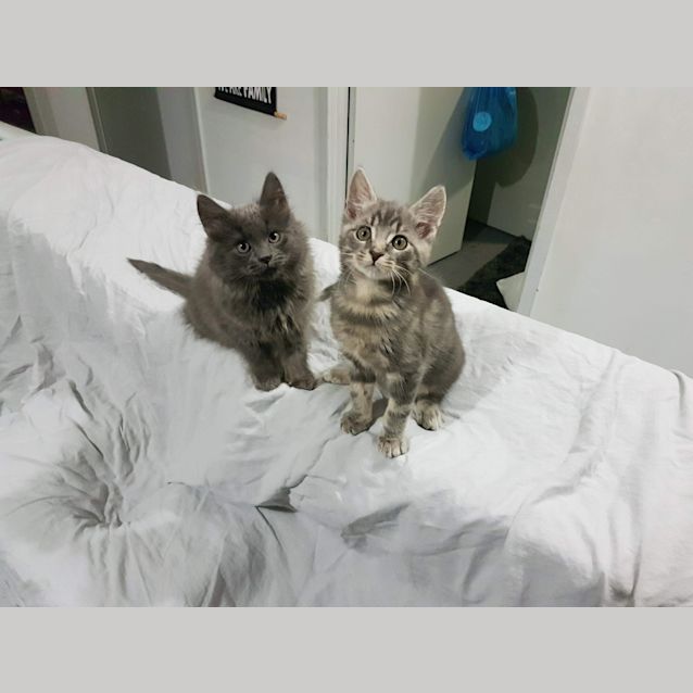 Photo of Autumn And Maple 🍁 