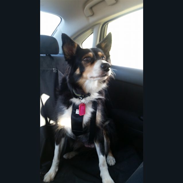 Photo of Coco