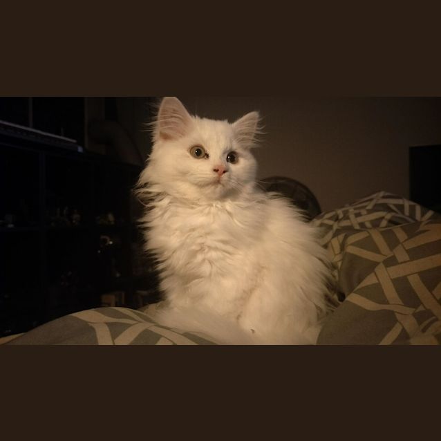 Photo of Millie