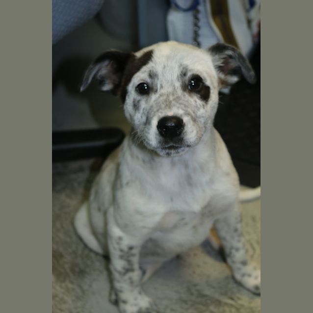 Photo of Rocket