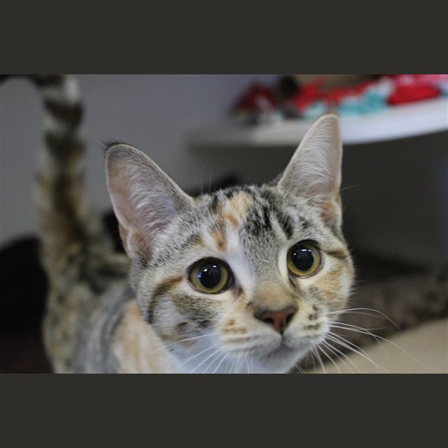 Photo of Snickers