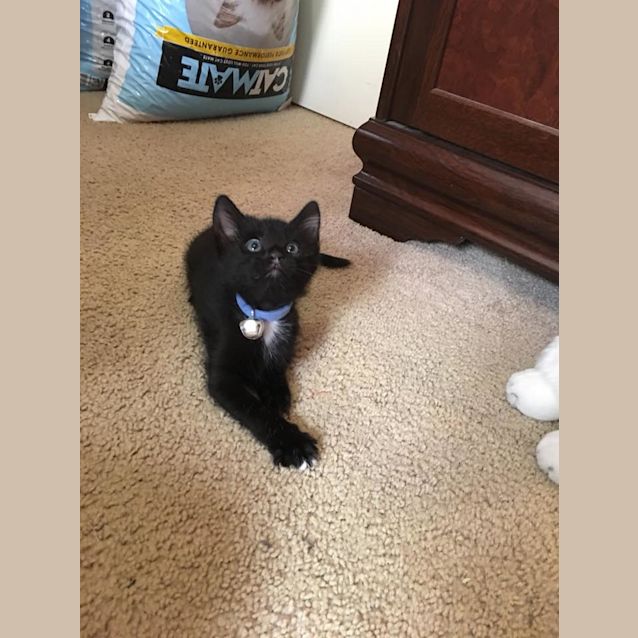 Photo of Mr Ty The Smoochy Purring Panther Kitten! 