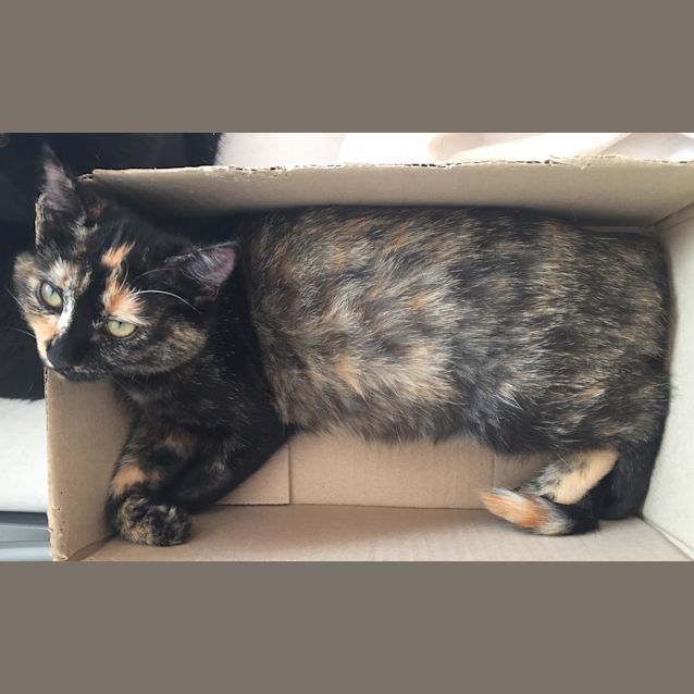 Photo of Rowdy The Sweet Dark Tortie Kitten!
