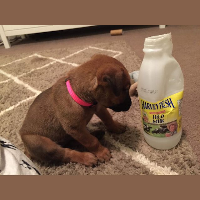 Photo of Gail *Available After June 1st*