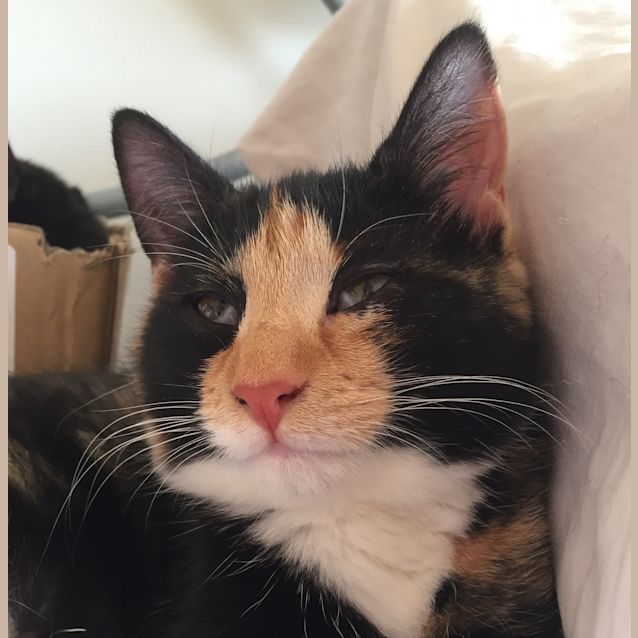 Photo of Rascallette The Super Cute Torbie Kitten! 