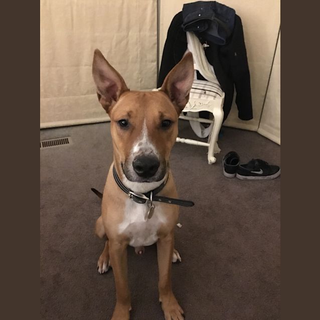 Photo of Franklin ** Such A Good Boy