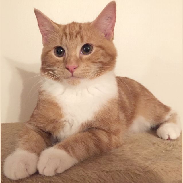 Photo of Marshall The Easy Going Ginger Tom Kitten! 