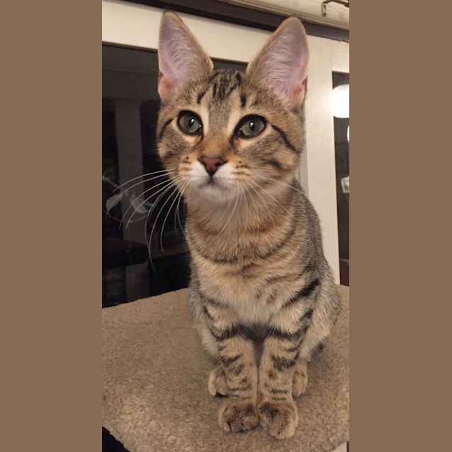 Photo of Maisie The Ultimate Tabby Kitten!
