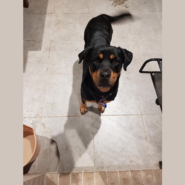 Photo of Tasha ~ Rottweiler (On Trial 3/7/2018)