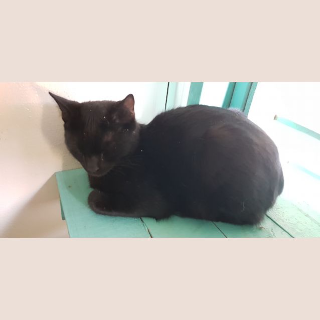 Photo of Loki