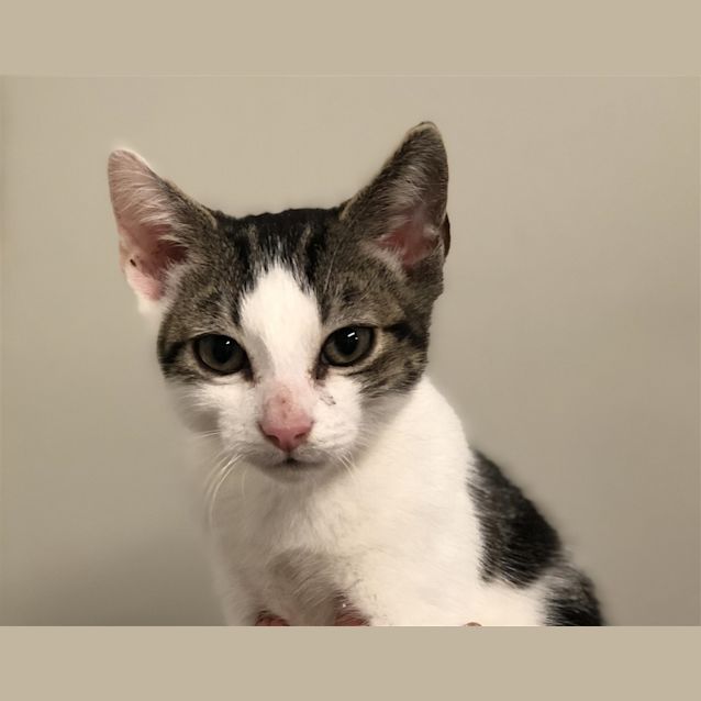 Photo of Disco