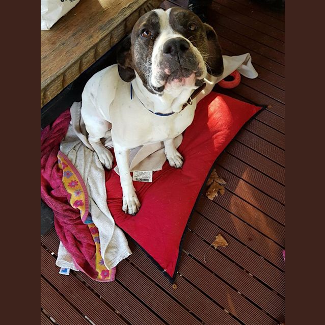 Photo of Bud(now Milo)